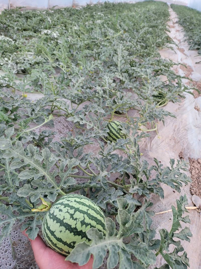 宁夏，甘肃，内蒙古美都西瓜种植地