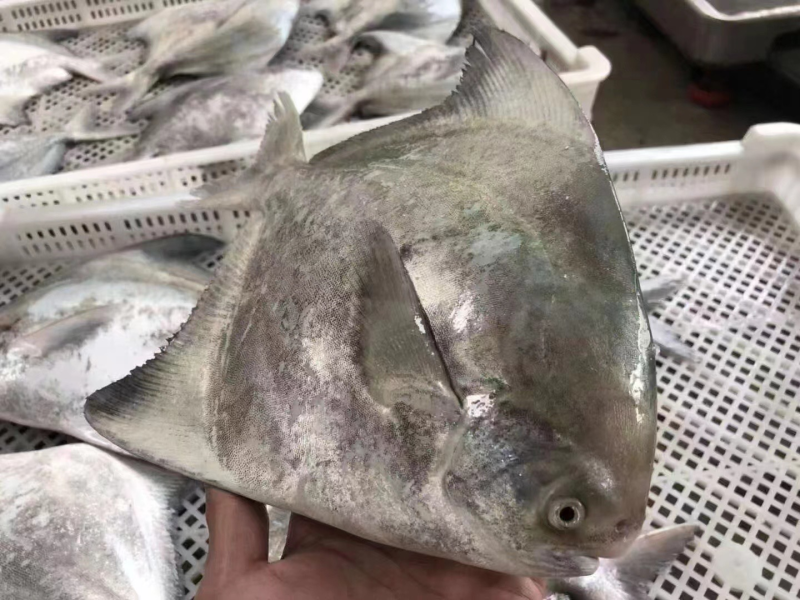 深海斗鲳鱼肉昌白仓银鲳平鱼扁鱼镜鱼海捕