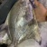 深海斗鲳鱼肉昌白仓银鲳平鱼扁鱼镜鱼海捕