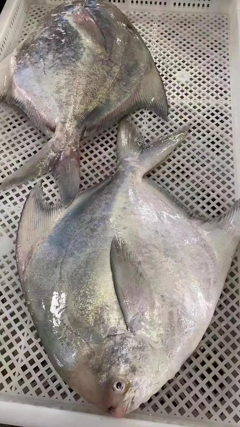 深海斗鲳鱼肉昌白仓银鲳平鱼扁鱼镜鱼海捕