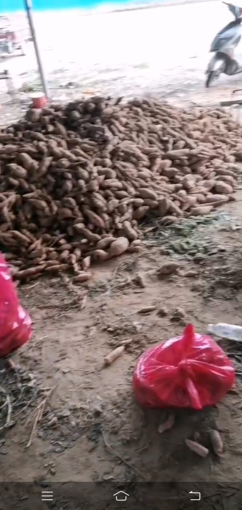 开封市祥符区沙地红薯龙九大量上市可供商超品质保证