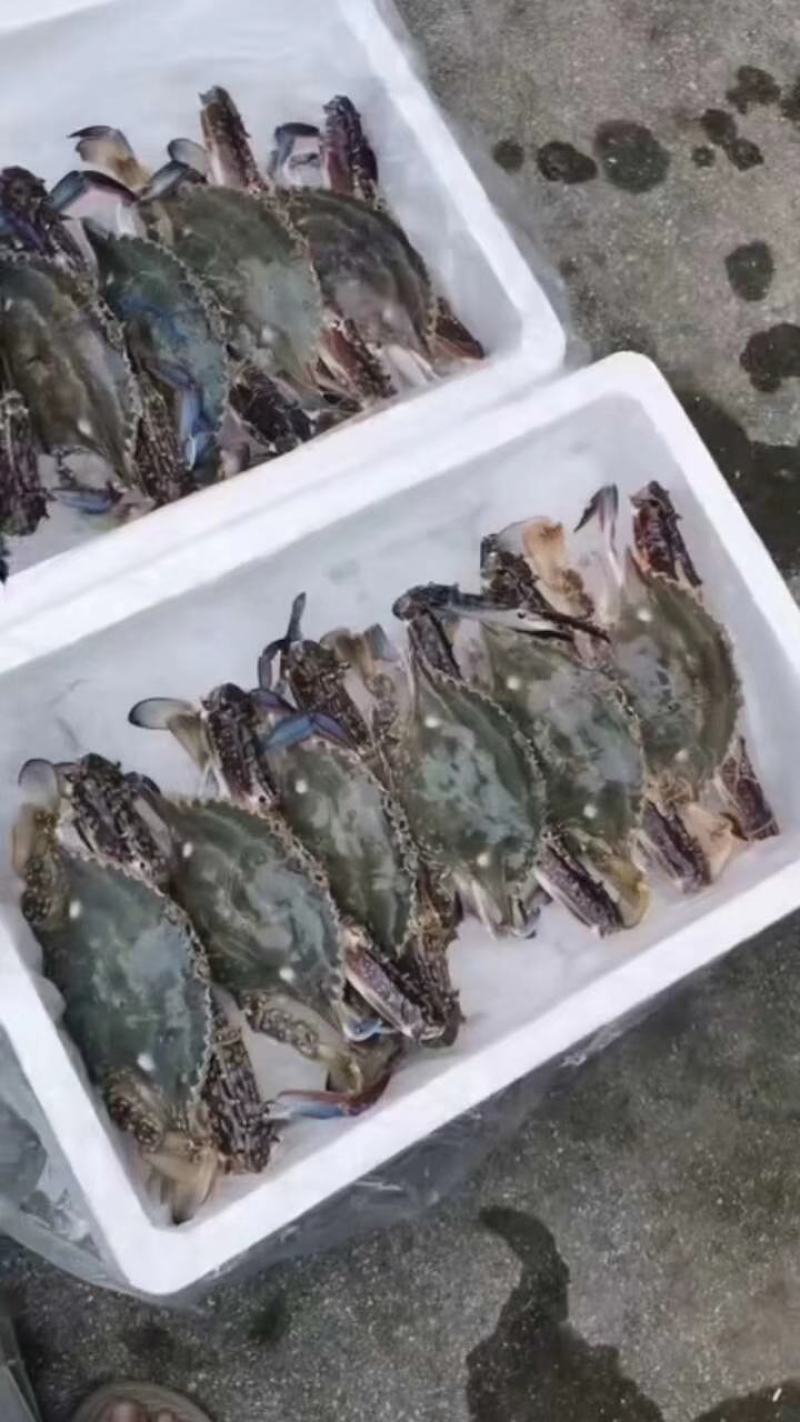 梭子蟹