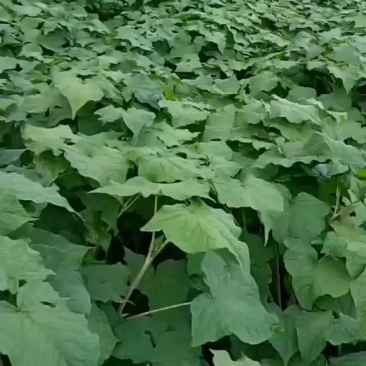林泰中药材发展有限公司，400亩金荞麦茎叶待售，欢迎打扰