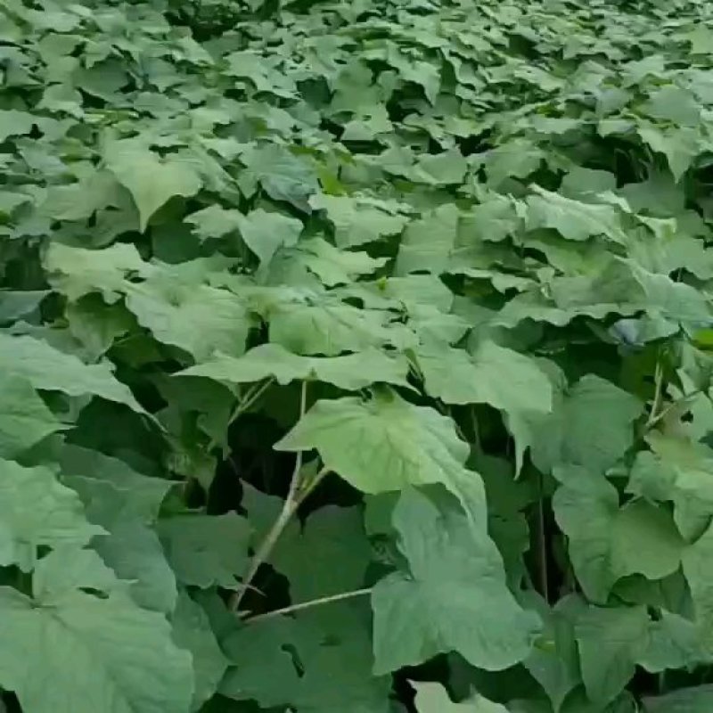 林泰中药材发展有限公司，400亩金荞麦茎叶待售，欢迎打扰