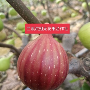 整年供货，千亩优质波姬红无花果，产地直发，诚信经营