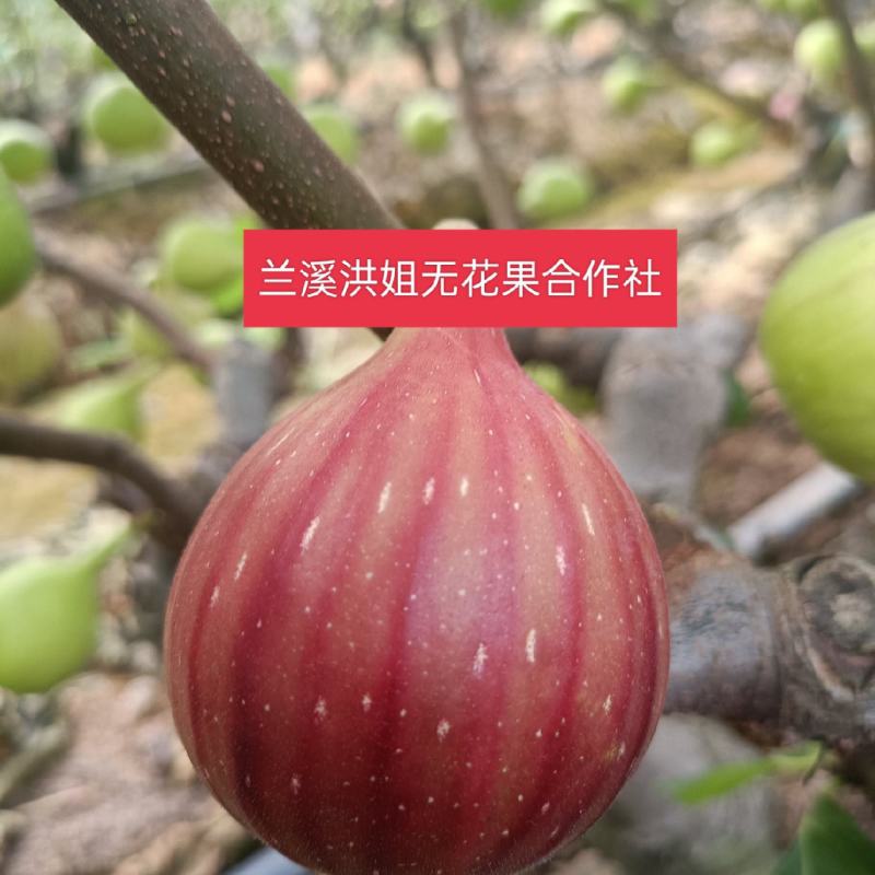 整年供货，千亩优质波姬红无花果，产地直发，诚信经营