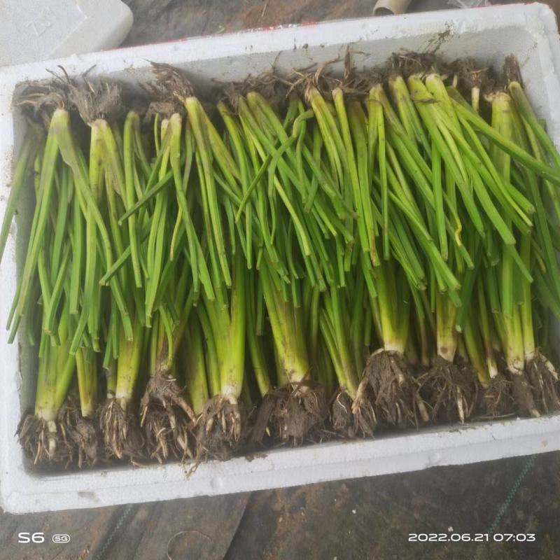 水生慈姑苗茨菇种芽白茨菰家养水培植物种子种根种植一手货源