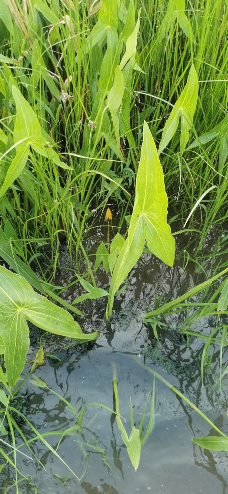 水生慈姑苗茨菇种芽白茨菰家养水培植物种子种根种植一手货源