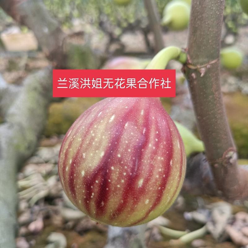 【无花果】精品无花果大量上市产地直发质美价廉