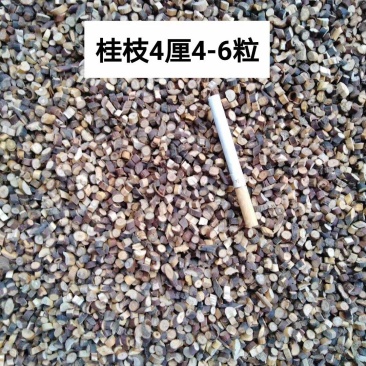 桂枝，桂枝尖，鲜切纯无硫，桂枝新货，大货供应，各种规格