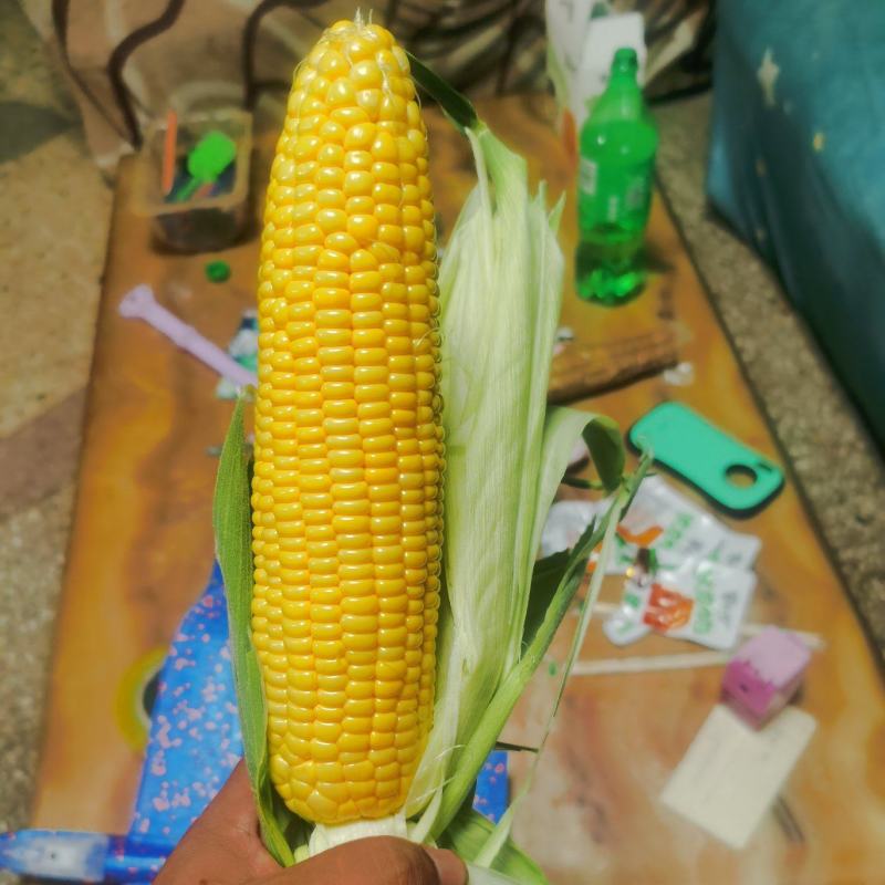 精品水果玉米，鲜玉米，视频看货，产地直供欢迎咨询