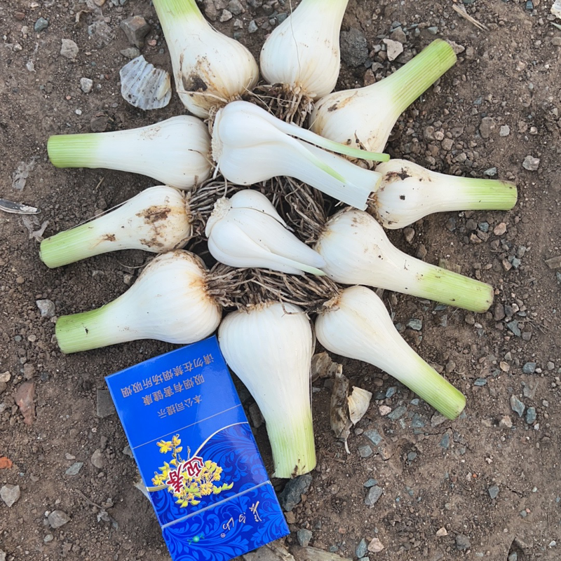 青蒜头大量上市，优质货源，店长优选，支持视频看货
