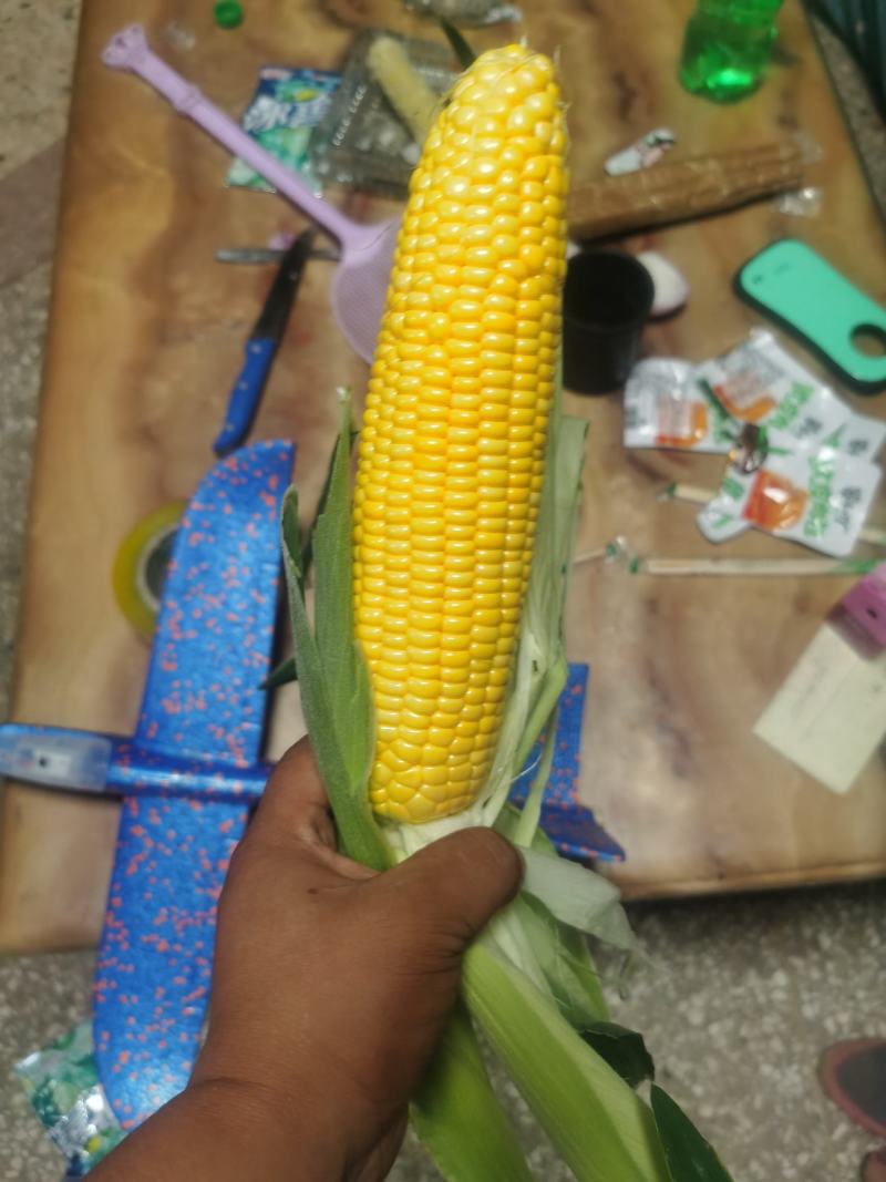 精品水果玉米，鲜玉米，视频看货，产地直供欢迎咨询