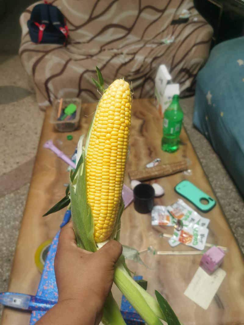 精品水果玉米，鲜玉米，视频看货，产地直供欢迎咨询