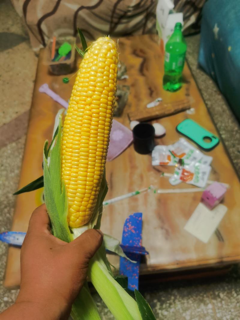 精品水果玉米，鲜玉米，视频看货，产地直供欢迎咨询