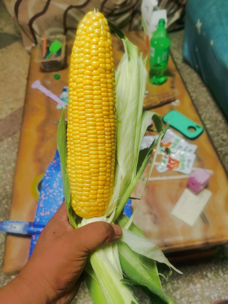 精品水果玉米，鲜玉米，视频看货，产地直供欢迎咨询