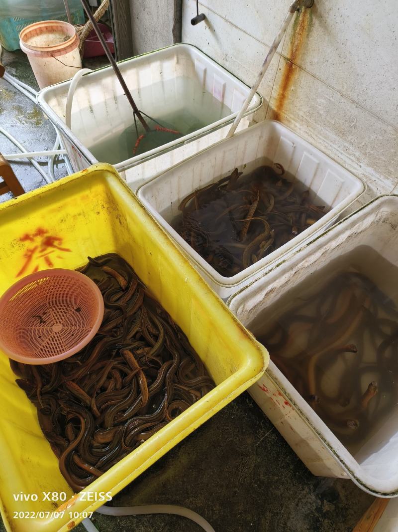 湖北生态土鳝鱼，一手货源，都挺忙，不接受砍价，直接下单！