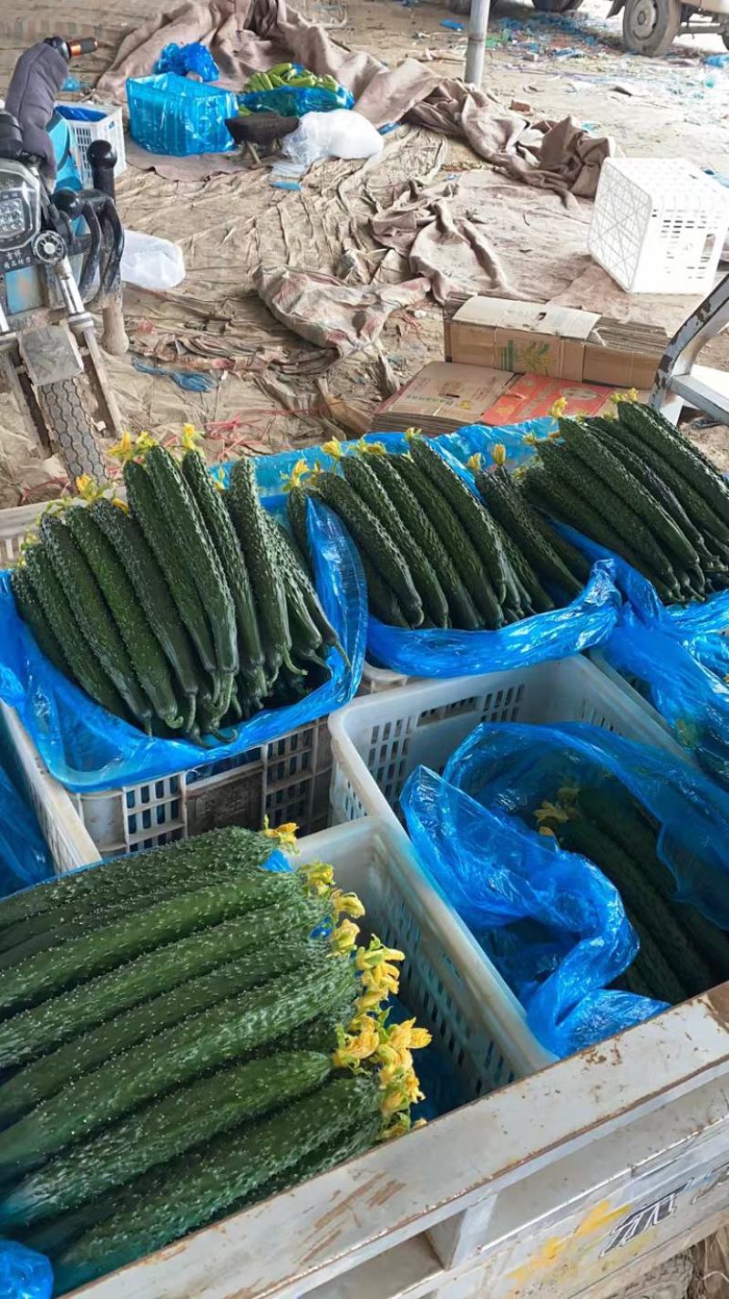 山东精品黄瓜顶花带刺特级黄瓜，有需要的直接电话联系