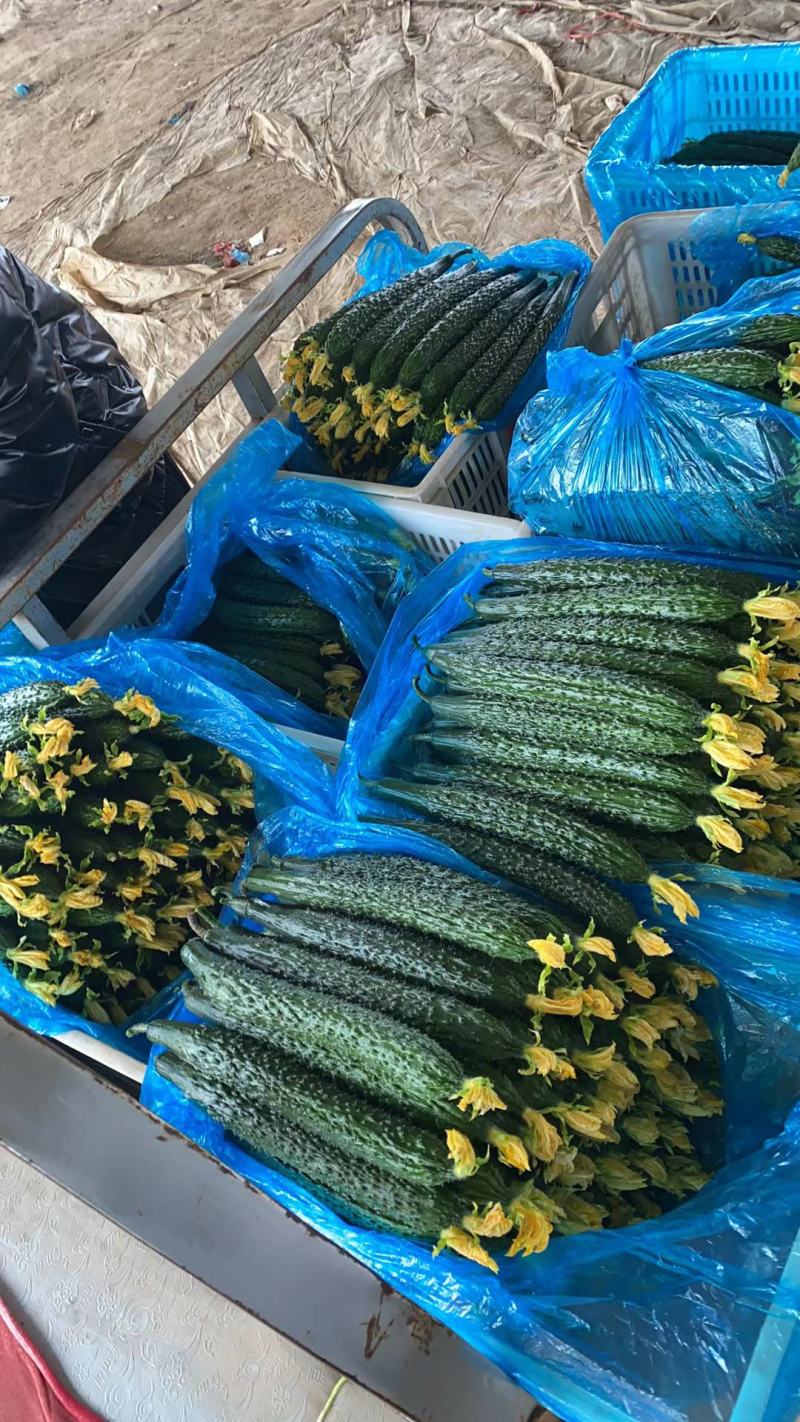 山东精品黄瓜顶花带刺特级黄瓜，有需要的直接电话联系