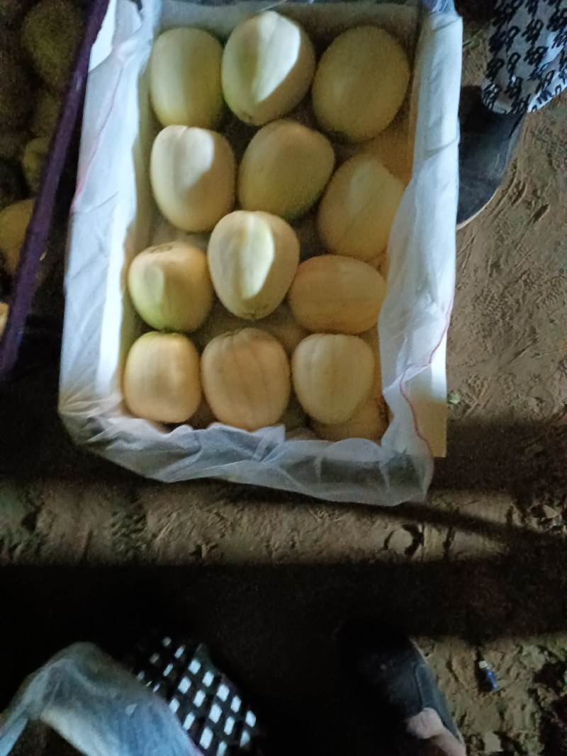 春意和沙地香瓜嘎嘎甜