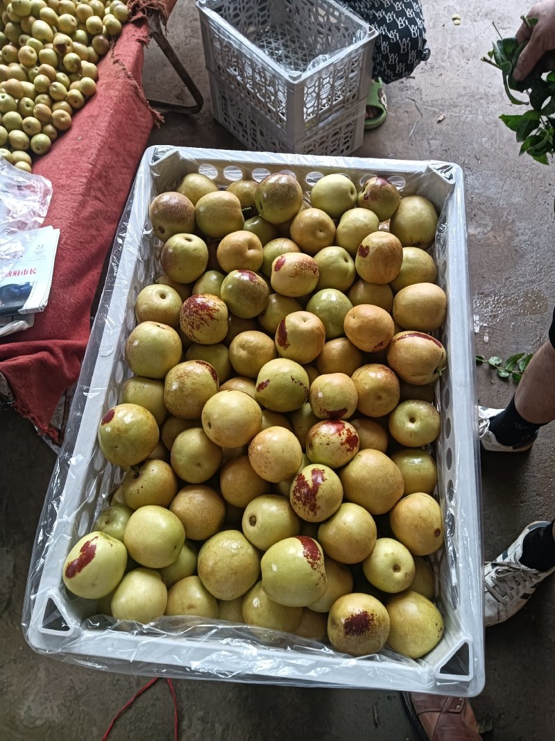 大荔冬枣脆甜可口精品冬枣现货供应全国各地水果批发市场发货