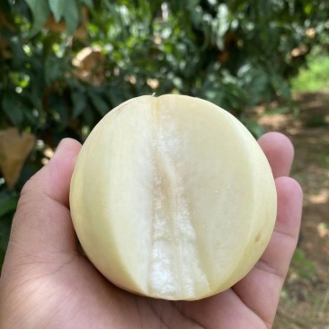 蒙阴县大白桃八号奶油白桃