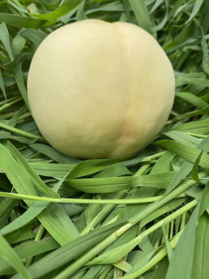 蒙阴县大白桃八号奶油白桃