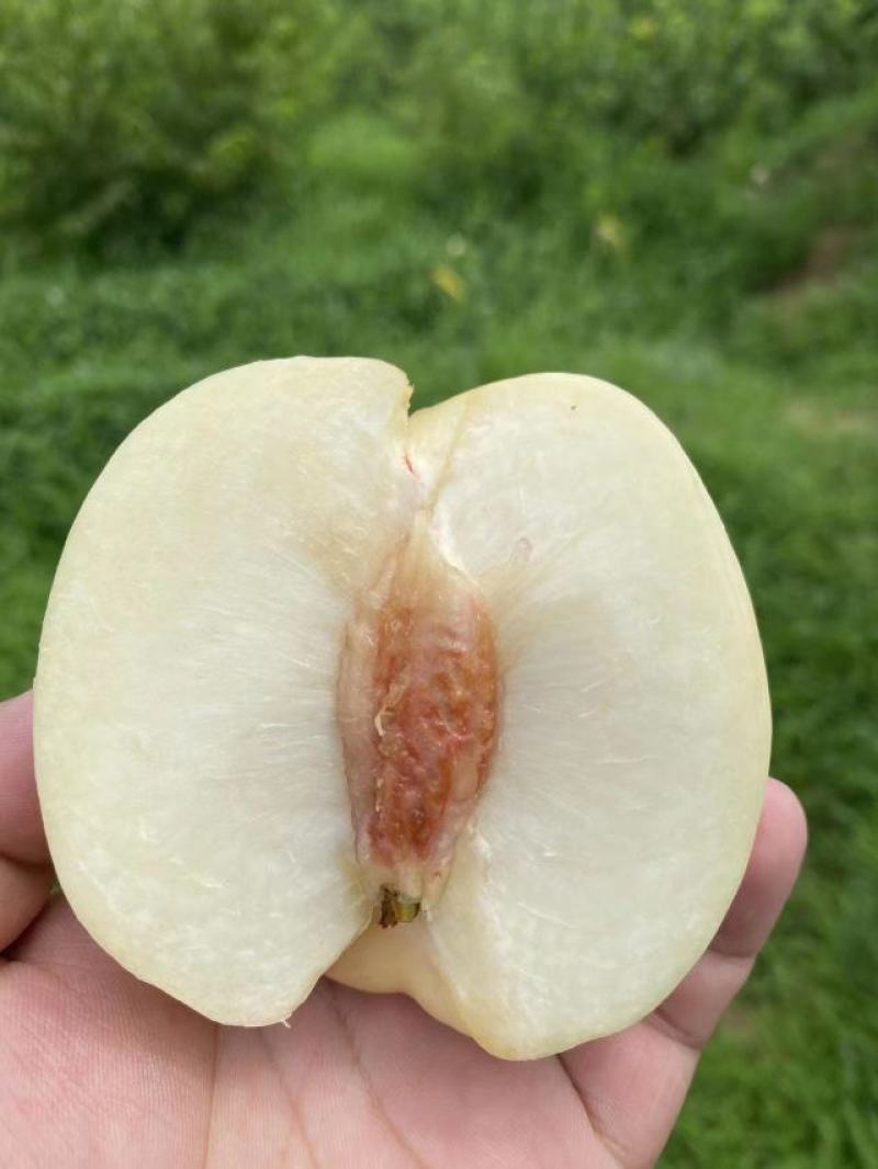 蒙阴县大白桃八号奶油白桃