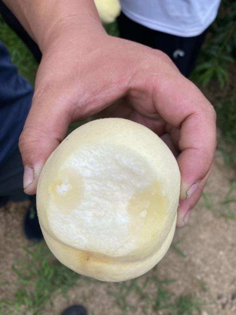 蒙阴县大白桃八号奶油白桃