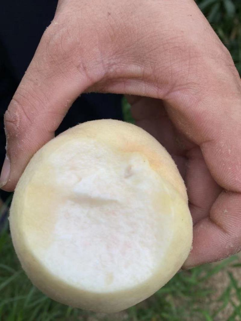蒙阴县大白桃八号奶油白桃