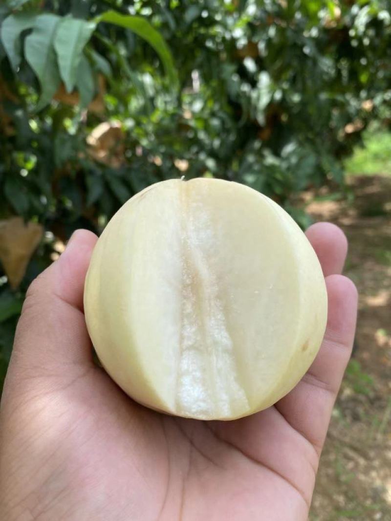 蒙阴县大白桃八号奶油白桃