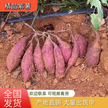 【红薯】湖北紫薯万亩基地，香甜软糯，条形优美，可全国
