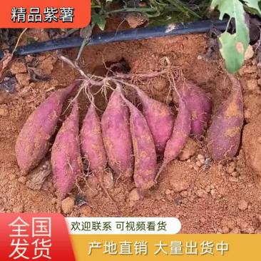 【红薯】湖北紫薯万亩基地，香甜软糯，条形优美，可代发全国