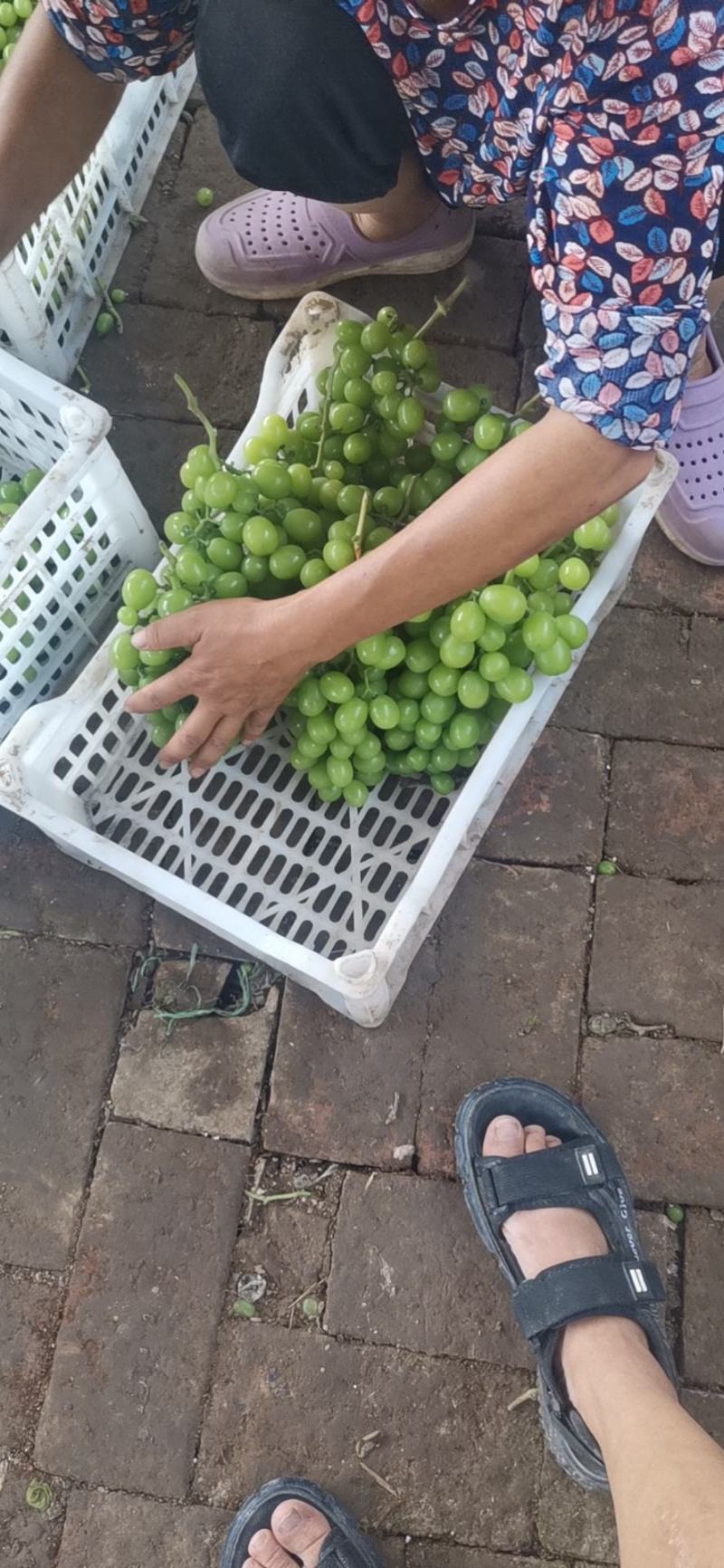 阳光玫瑰葡萄