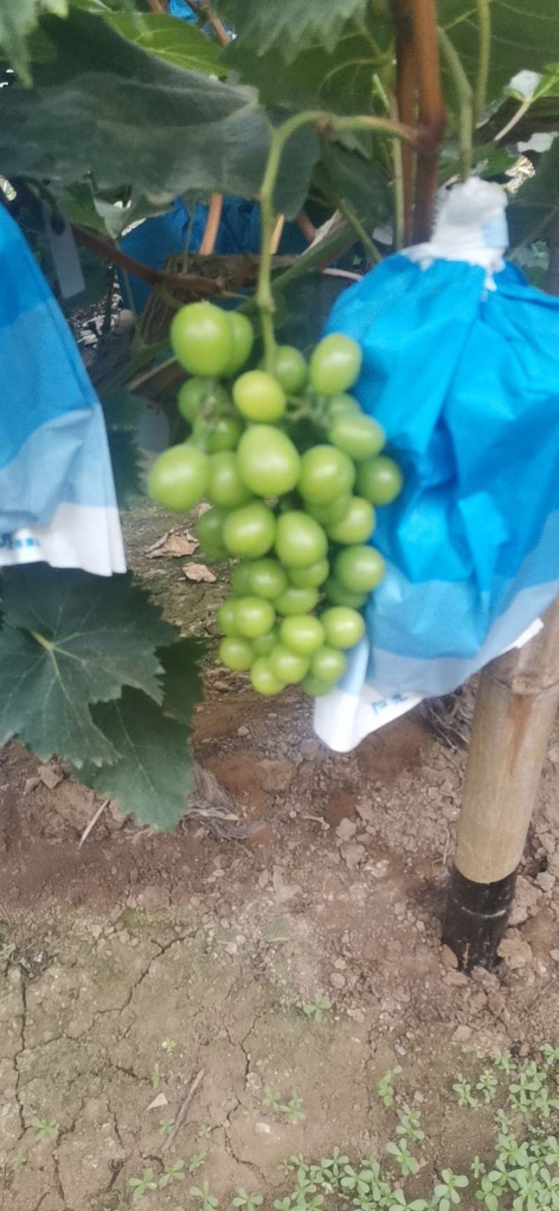 阳光玫瑰葡萄