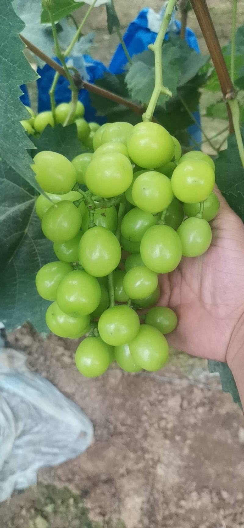 阳光玫瑰葡萄