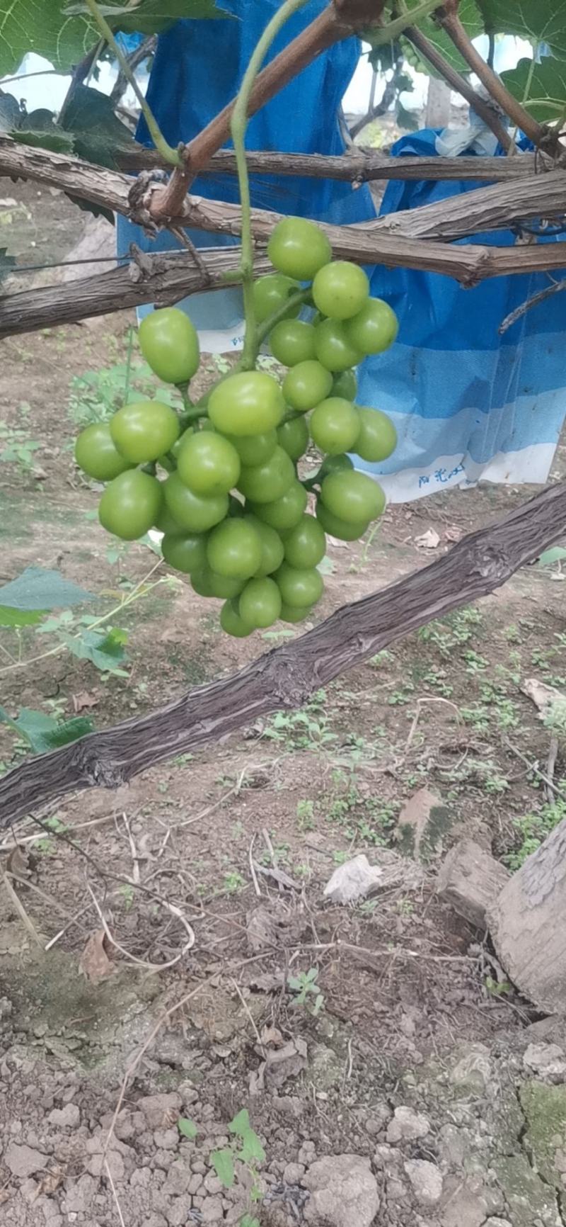 阳光玫瑰葡萄