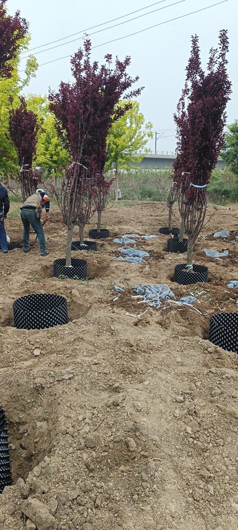 黑色高品质控根器，尺寸可以定做，裁剪，送卡扣，