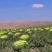 硒砂瓜宁夏中卫西瓜石头瓜巨甜原产地直销诚信代发