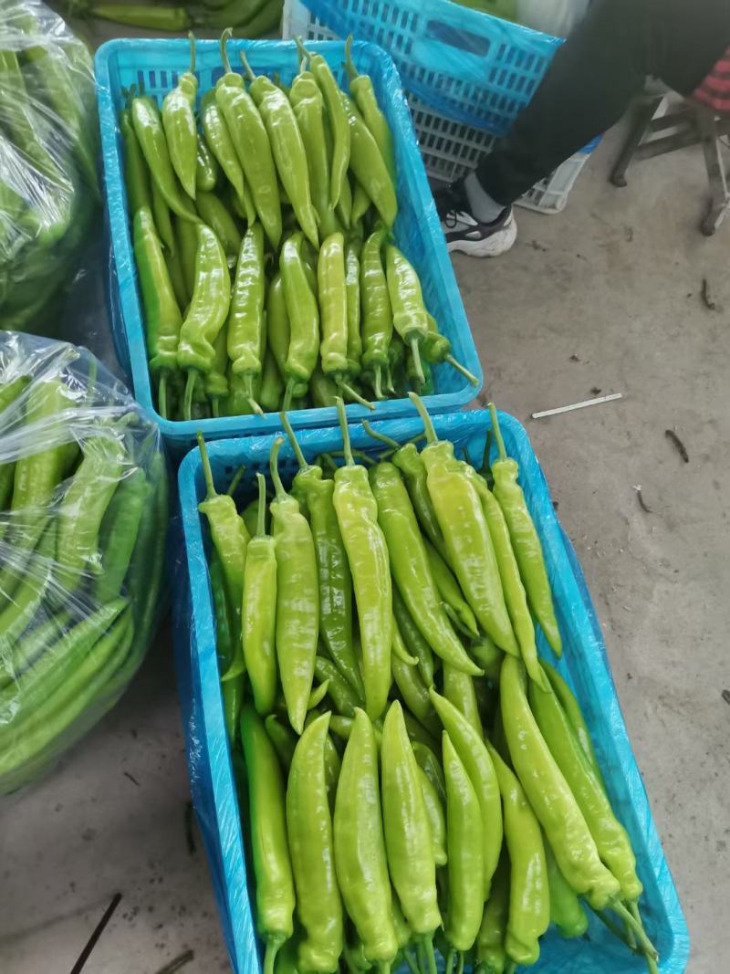 黄皮尖椒，园椒，线椒，螺丝椒，大量有货