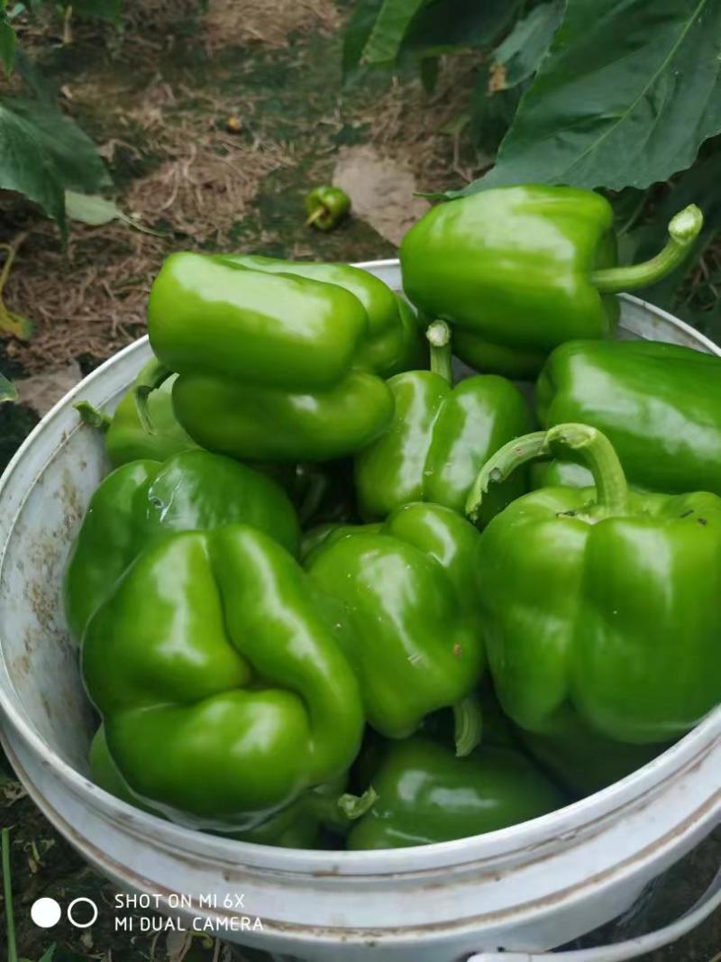 黄皮尖椒，园椒，线椒，螺丝椒，大量有货