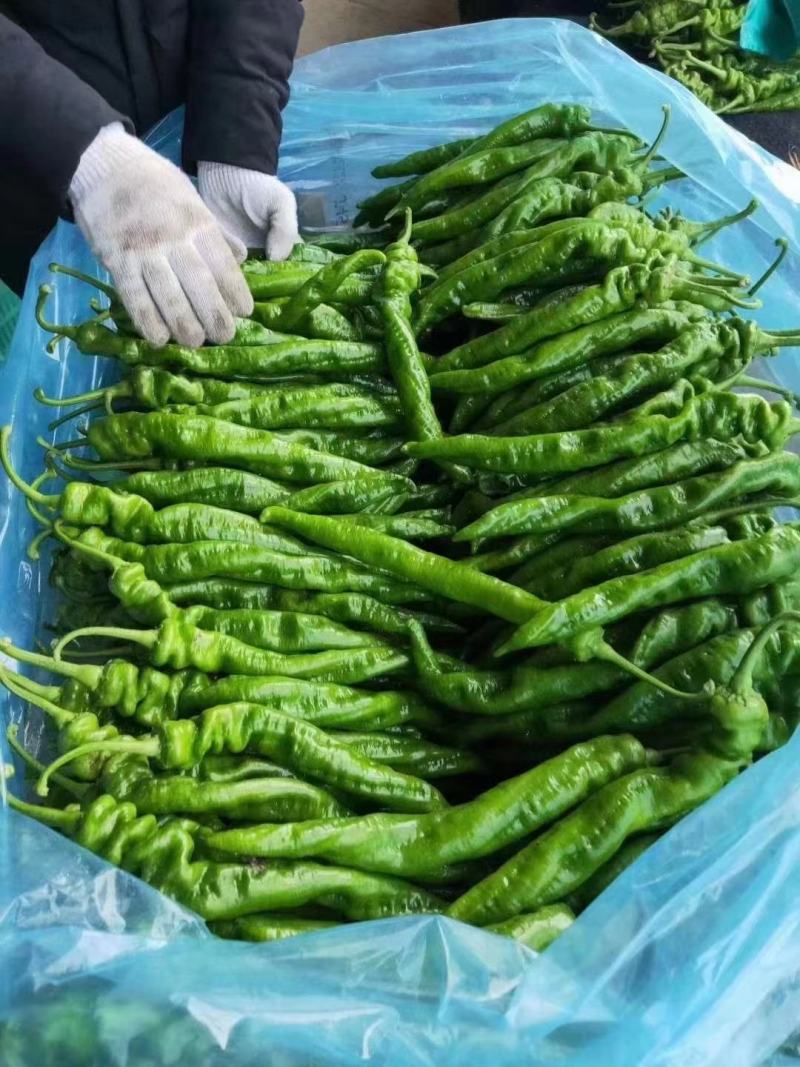 黄皮尖椒，园椒，线椒，螺丝椒，大量有货