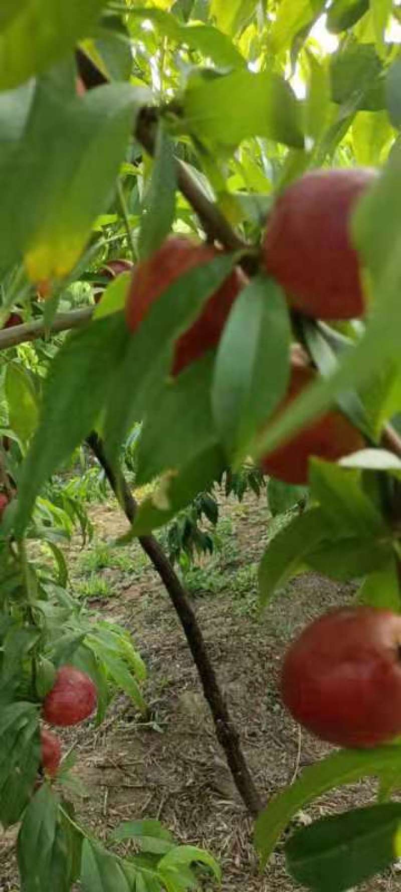 珍珠早油桃
