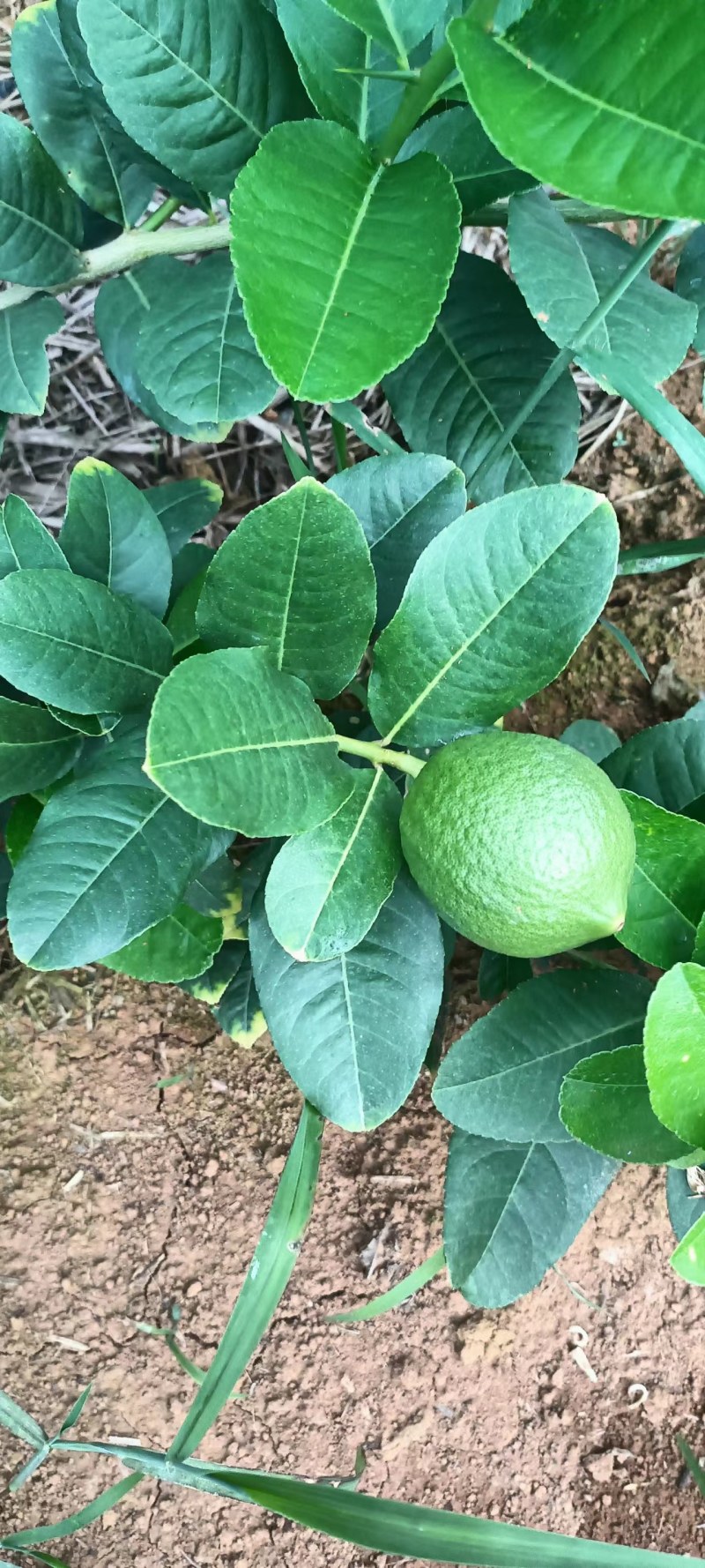 有广东香水，有台湾子弹头香水，青柠檬一级果