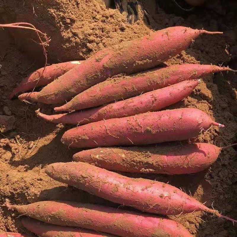 【全年供应】陕西沙地板栗红薯产地直销一件代发供应商超社团