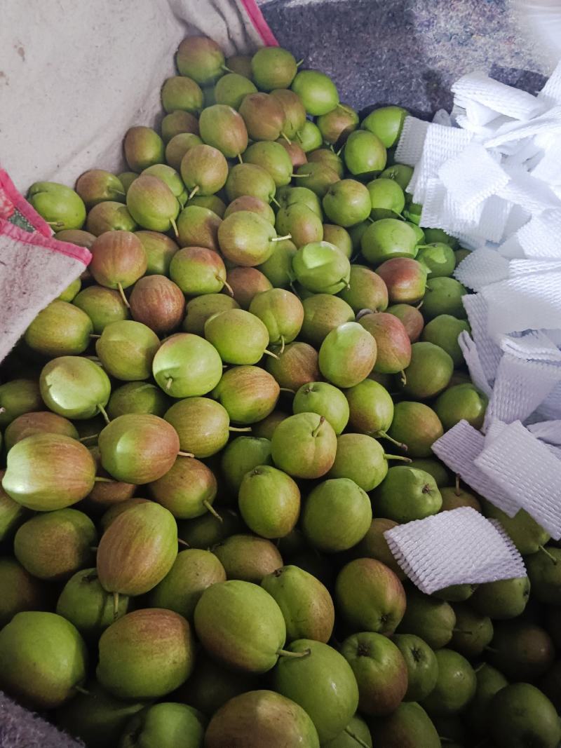 【推荐】河北泊头皇冠梨上市中货源充足量大价优