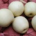 【推荐】河北泊头皇冠梨上市中货源充足量大价优