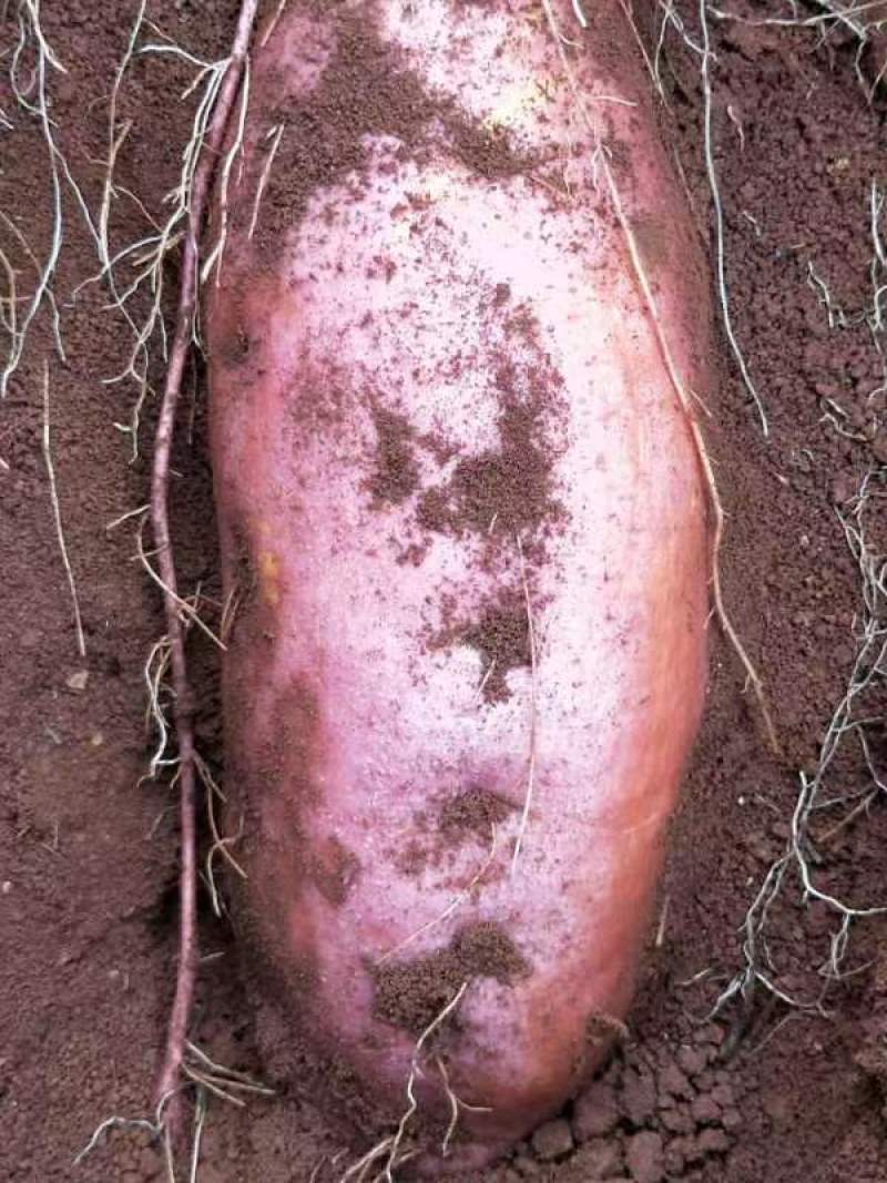 云南红薯，西瓜红、紫薯、小香薯、烟薯、玛莎莉、灰薯