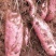 云南红薯，西瓜红、紫薯、小香薯、烟薯、玛莎莉、灰薯