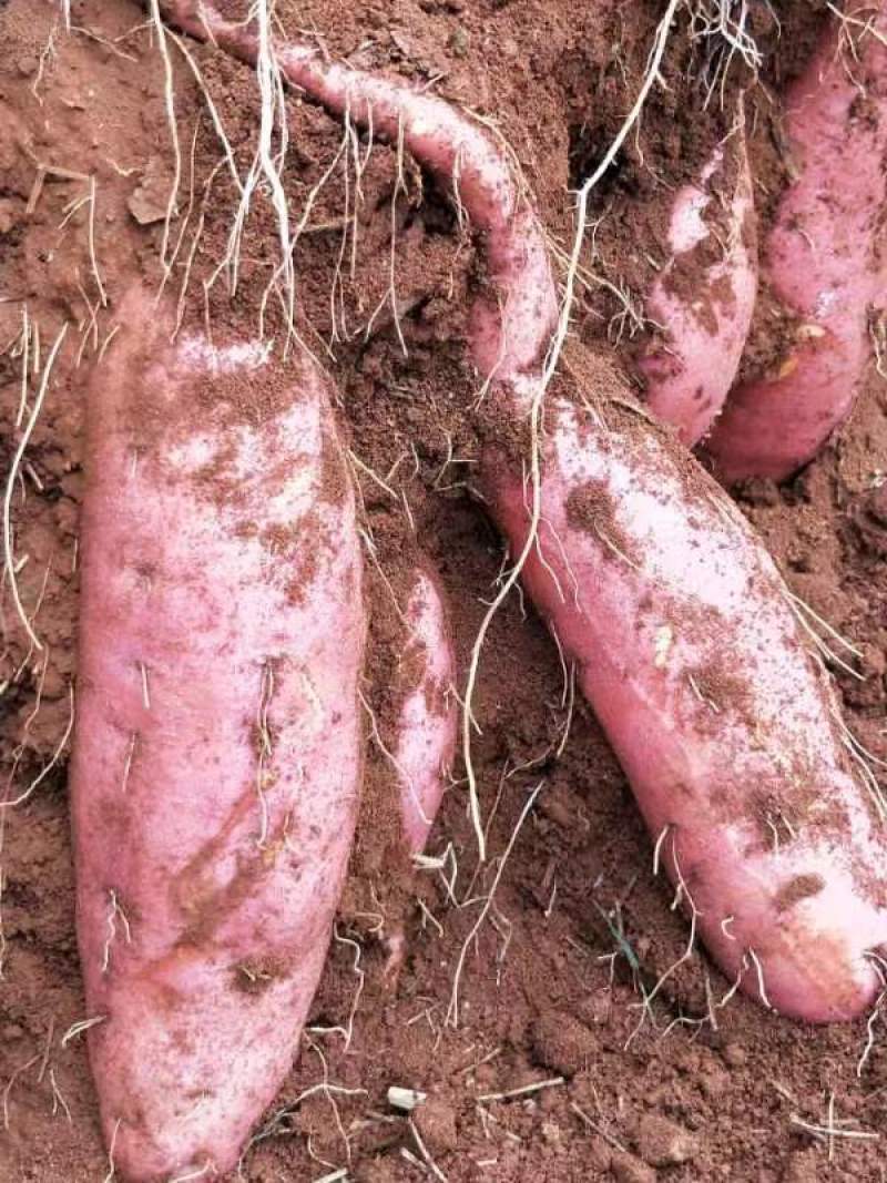 云南红薯，西瓜红、紫薯、小香薯、烟薯、玛莎莉、灰薯